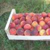 Секреты правильного хранения персиков