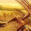 Виды пшениц Ты - то, что ты ешь