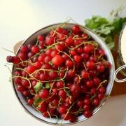 Ribes rosso - gelatina per l'inverno